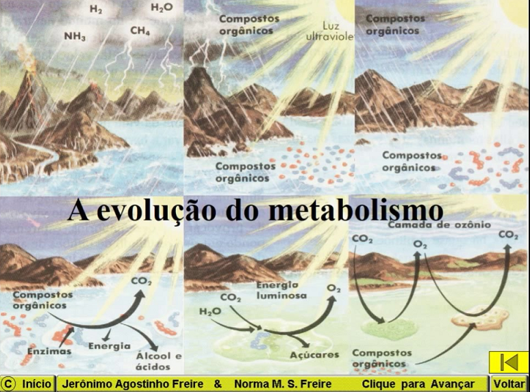 a evolução do metabolismo