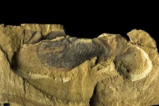 evolucao-fossil-stromatoveris